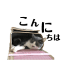 ウチのルル②（個別スタンプ：9）