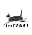 ウチのルル②（個別スタンプ：17）