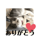 ウチのルル②（個別スタンプ：21）