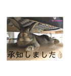 まいにちトリちゃん2（個別スタンプ：4）