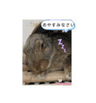 まいにちトリちゃん2（個別スタンプ：8）