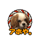 リンゴさんスタンプ パート4（個別スタンプ：1）