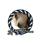 リンゴさんスタンプ パート4（個別スタンプ：8）