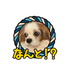 リンゴさんスタンプ パート4（個別スタンプ：13）