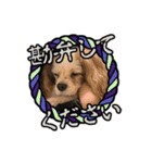 リンゴさんスタンプ パート4（個別スタンプ：23）