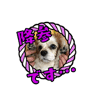 リンゴさんスタンプ パート4（個別スタンプ：29）