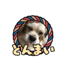 リンゴさんスタンプ パート4（個別スタンプ：31）