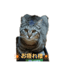 チェリビダッケ（猫）（個別スタンプ：1）