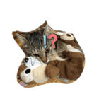 チェリビダッケ（猫）（個別スタンプ：3）