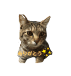 チェリビダッケ（猫）（個別スタンプ：4）