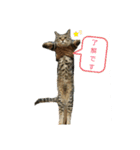 チェリビダッケ（猫）（個別スタンプ：5）