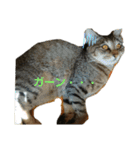 チェリビダッケ（猫）（個別スタンプ：6）