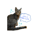 チェリビダッケ（猫）（個別スタンプ：8）