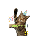 チェリビダッケ（猫）（個別スタンプ：9）