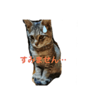 チェリビダッケ（猫）（個別スタンプ：10）