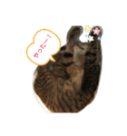 チェリビダッケ（猫）（個別スタンプ：11）