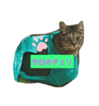 チェリビダッケ（猫）（個別スタンプ：14）