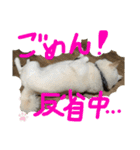 ももたろうの気持ち（個別スタンプ：11）