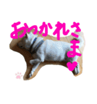 ももたろうの気持ち（個別スタンプ：19）