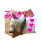 ももたろうの気持ち（個別スタンプ：21）