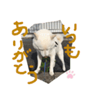 ももたろうの気持ち（個別スタンプ：22）