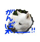 ももたろうの気持ち（個別スタンプ：25）
