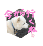 ももたろうの気持ち（個別スタンプ：33）