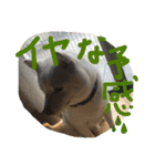 ももたろうの気持ち（個別スタンプ：34）