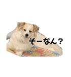 ふくさんです（個別スタンプ：2）