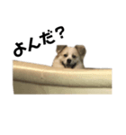 ふくさんです（個別スタンプ：4）