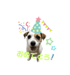 ジャックラッセル×チワワ ゆう（個別スタンプ：3）