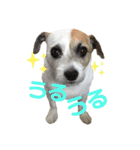 ジャックラッセル×チワワ ゆう（個別スタンプ：4）