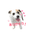 ジャックラッセル×チワワ ゆう（個別スタンプ：7）