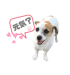 ジャックラッセル×チワワ ゆう（個別スタンプ：14）