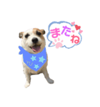 ジャックラッセル×チワワ ゆう（個別スタンプ：16）
