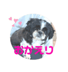 もふ＆もこ (シーズーらんど)（個別スタンプ：6）