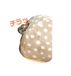 もふ＆もこ (シーズーらんど)（個別スタンプ：7）
