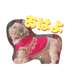 もふ＆もこ (シーズーらんど)（個別スタンプ：15）