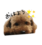 きこんちのわんちゃんその①（個別スタンプ：10）