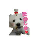 ころ＆まお＆ボーロ＆がっち＆めぐ＆なる（個別スタンプ：1）