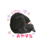 ころ＆まお＆ボーロ＆がっち＆めぐ＆なる（個別スタンプ：8）