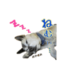 ころ＆まお＆ボーロ＆がっち＆めぐ＆なる（個別スタンプ：12）