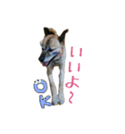 ころ＆まお＆ボーロ＆がっち＆めぐ＆なる（個別スタンプ：14）