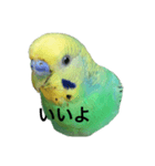 セキセイインコさんスタンプ（個別スタンプ：1）