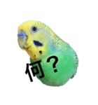 セキセイインコさんスタンプ（個別スタンプ：2）