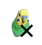 セキセイインコさんスタンプ（個別スタンプ：3）