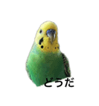 セキセイインコさんスタンプ（個別スタンプ：4）