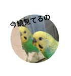 セキセイインコさんスタンプ（個別スタンプ：8）
