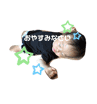 akoすたんぷっ（個別スタンプ：4）