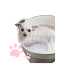 ポメわんこ（個別スタンプ：2）